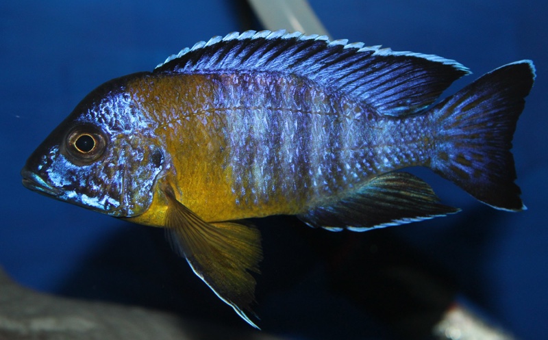 Aulonocara stuartgranti 'Chitimba Bay (Shallow)'